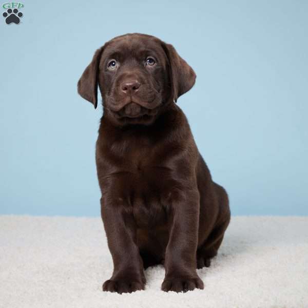 Huston, Chocolate Labrador Retriever Puppy